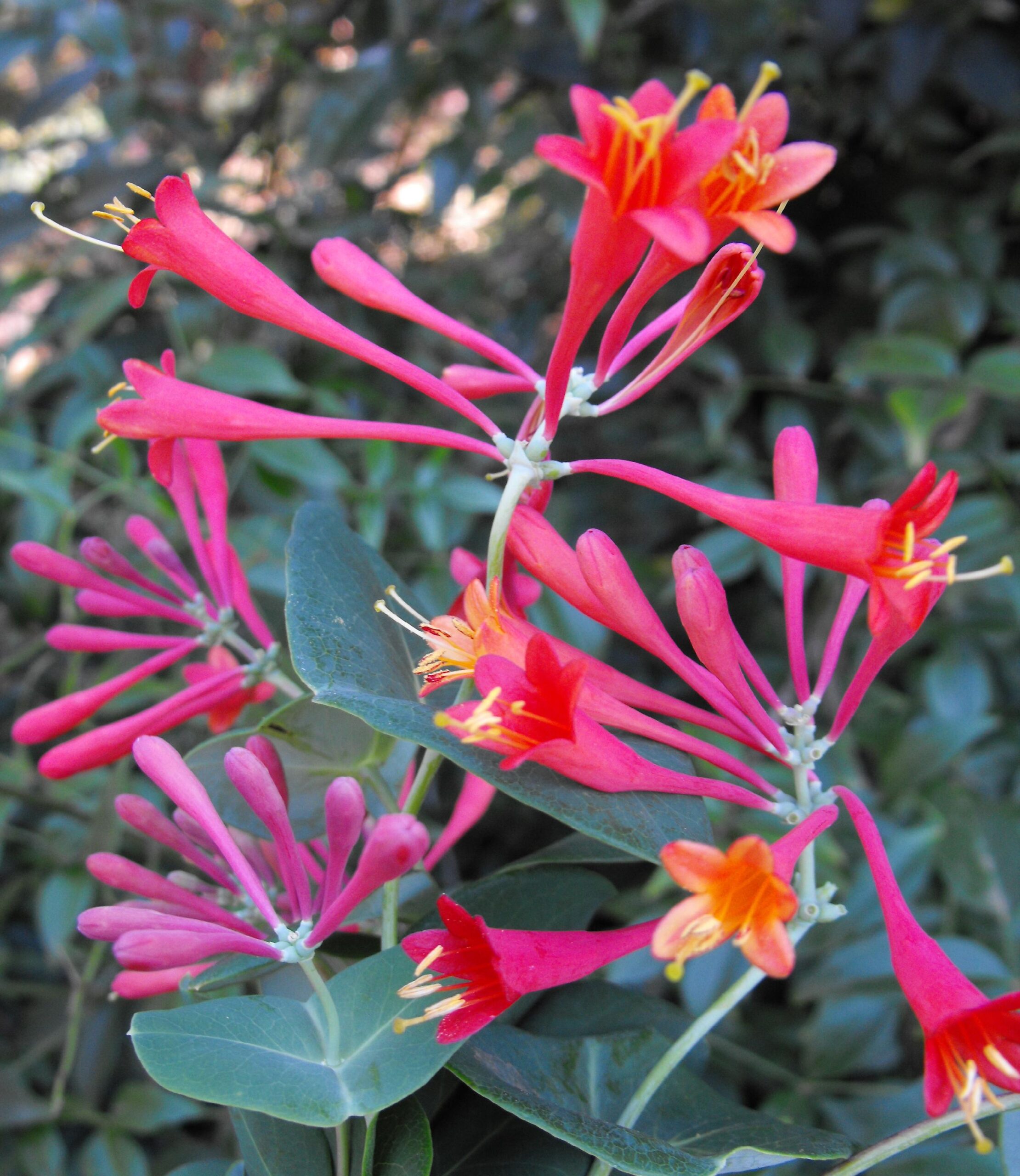 Lonicera-brownii-1 - Pistoia Verde