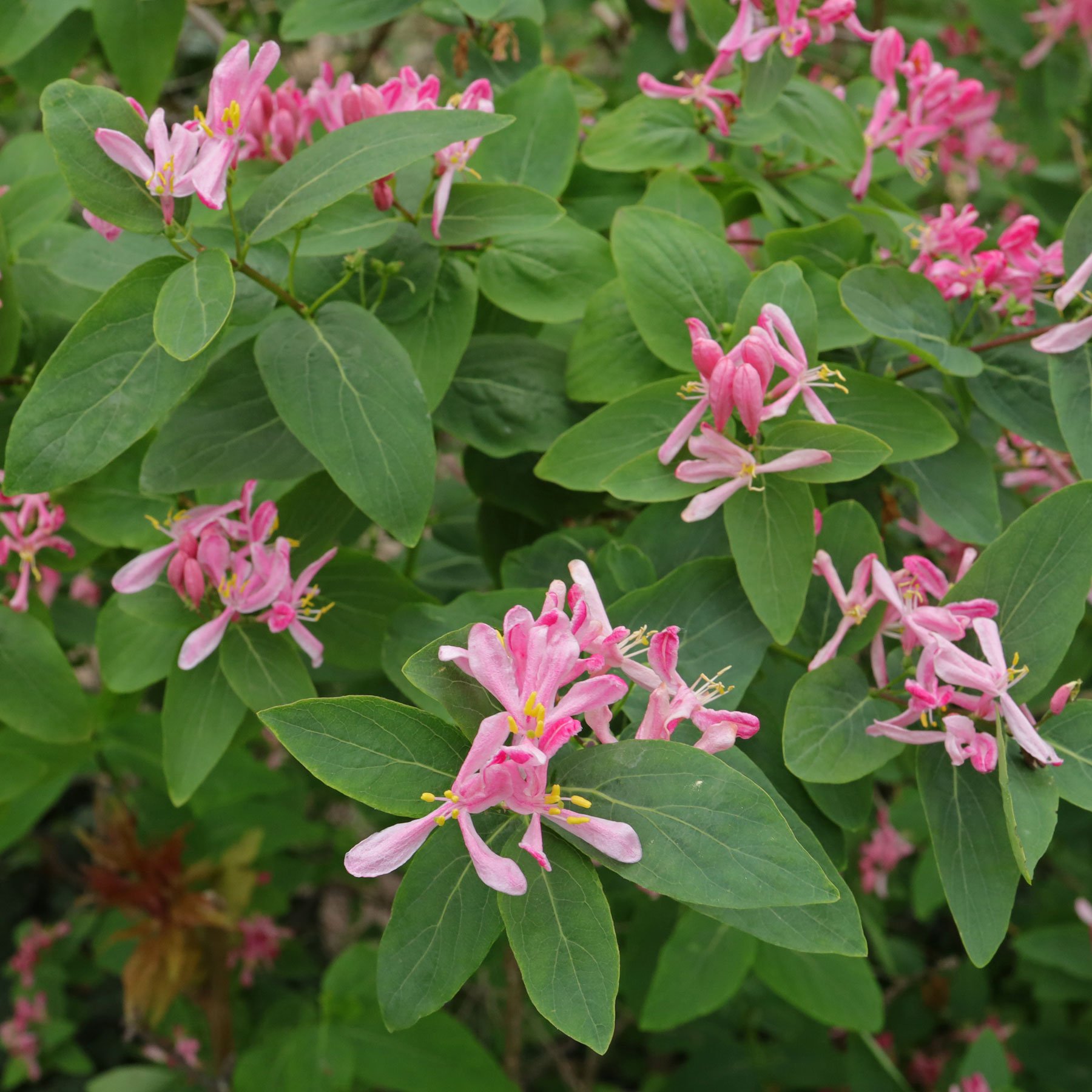 Lonicera-tatarica - Pistoia Verde