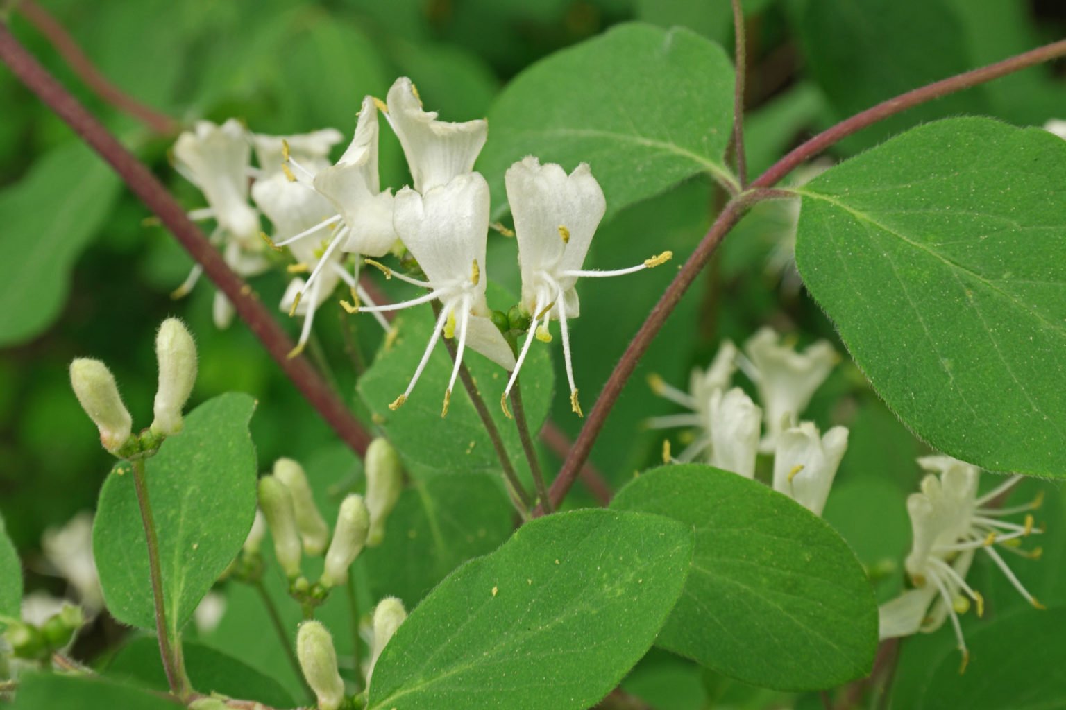 Lonicera-xylosteum-1-1536x1024 - Pistoia Verde