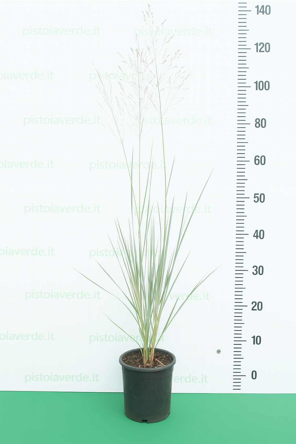 MUHLENBERGIA capillaris Pink Cloud vaso 22 - Pistoia Verde