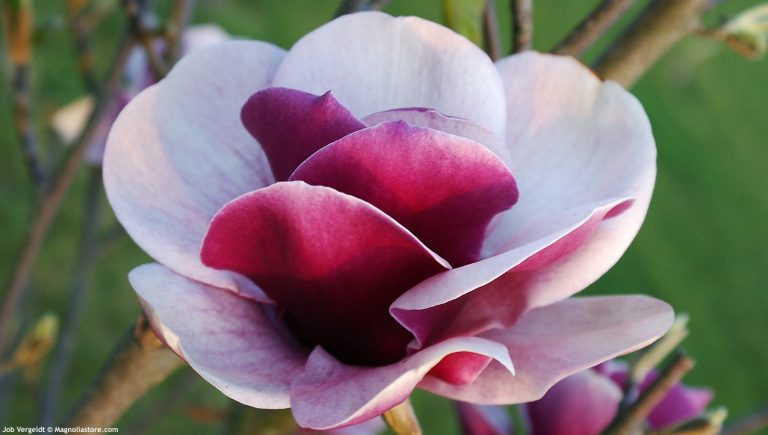 Magnolia-Venus-768x435 - Pistoia Verde