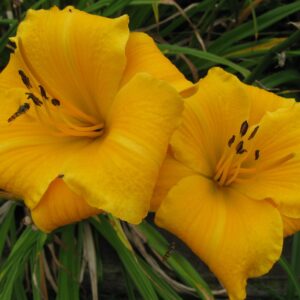 Mari's Gold - Pistoia Verde