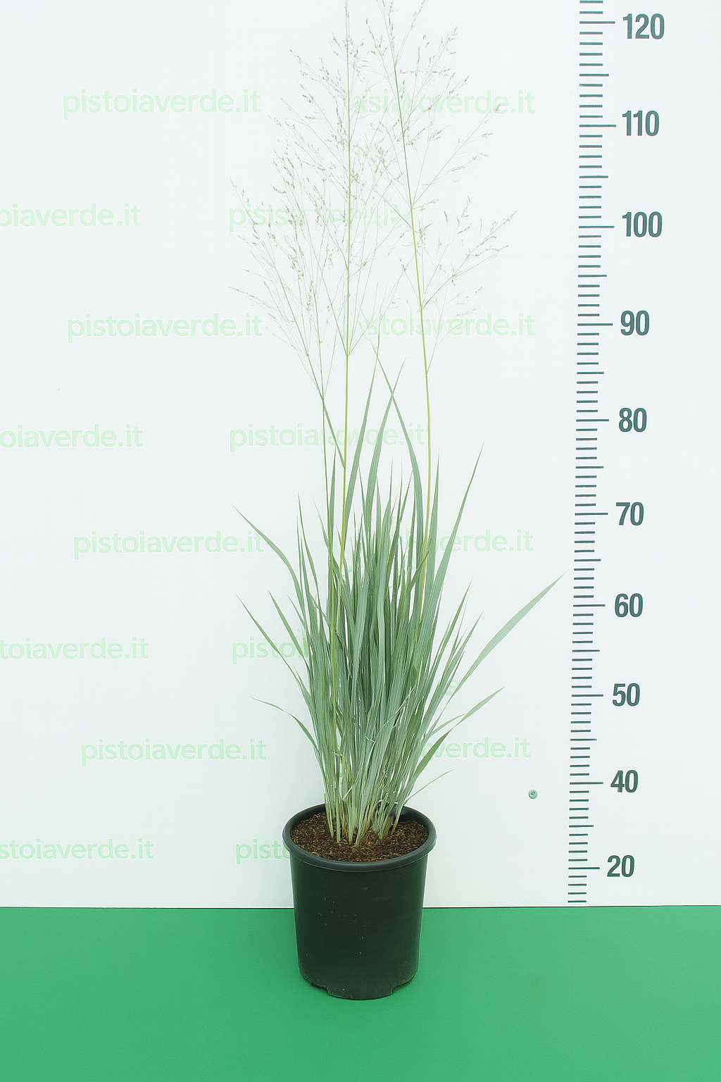 Panicum virgatum Dallas Blues - Pistoia Verde