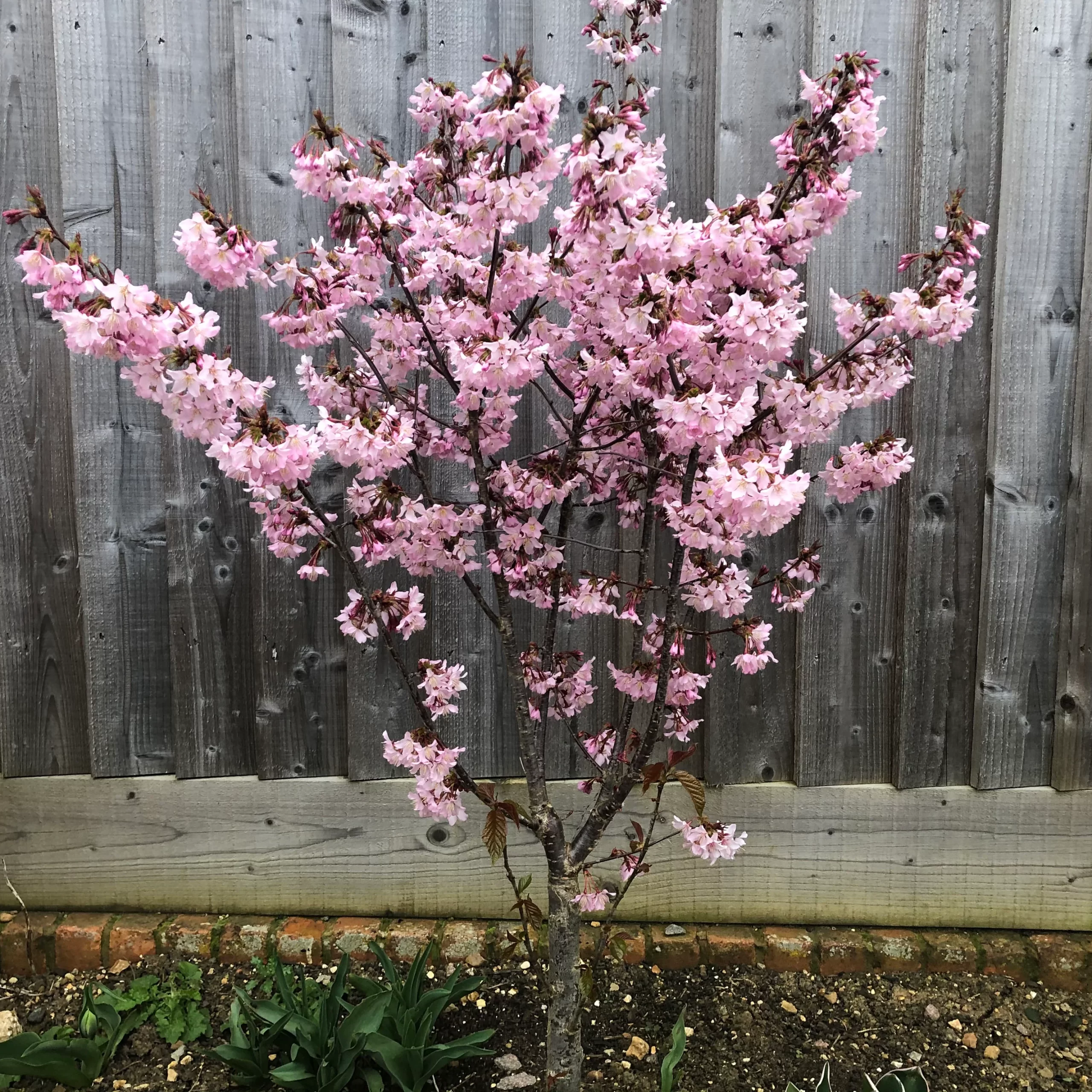 PrunusnipponicaRuby_2800x2800 - Pistoia Verde