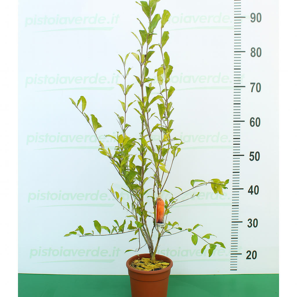 Punica granatum-final - Pistoia Verde