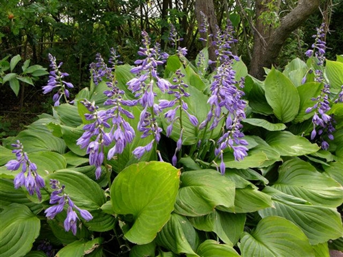 Purple Heart - Pistoia Verde