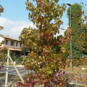 STYRAC - Pistoia Verde