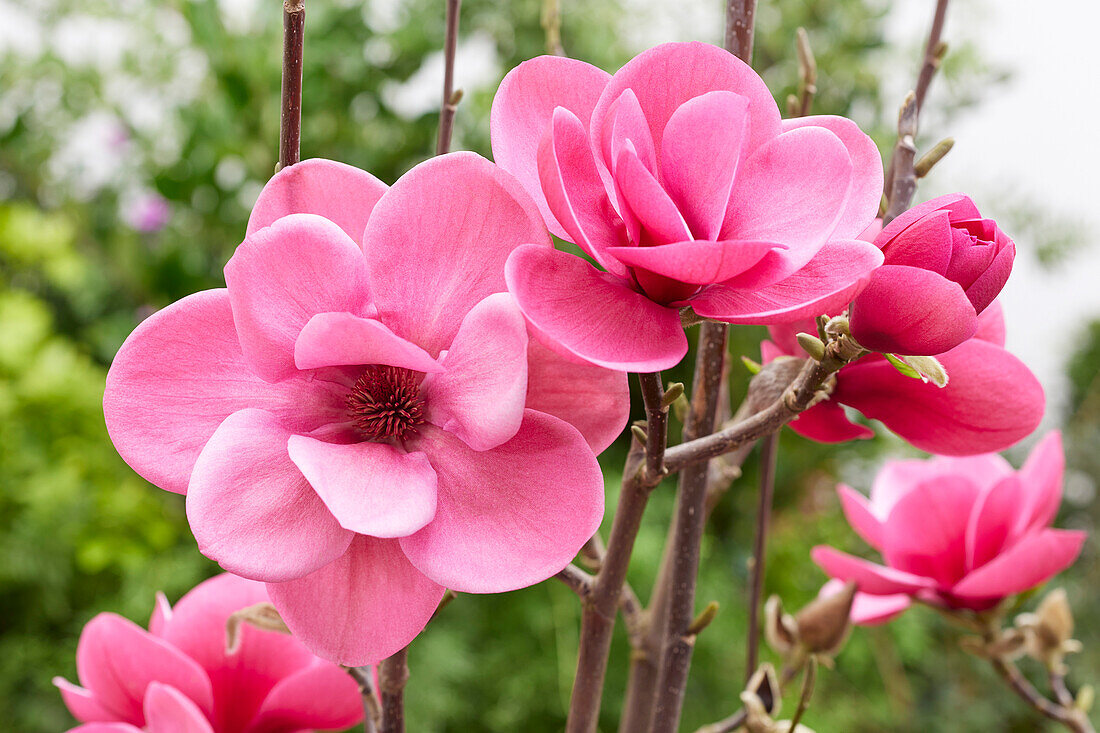 Magnolie Magnolia Watermelon - Pistoia Verde