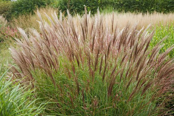 Miscanthus sinensis 'Yakushima Dwarf' - Pistoia Verde