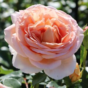 Englische Rose Abraham Darby ® - Rosa Abraham Darby ® - Pistoia Verde