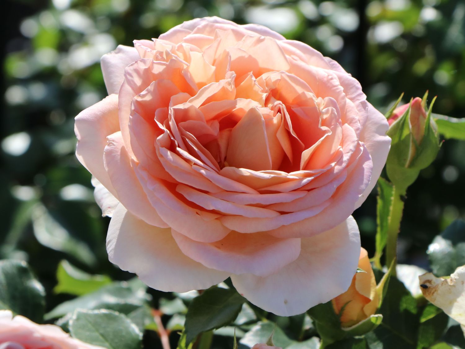 Englische Rose Abraham Darby ® - Rosa Abraham Darby ® - Pistoia Verde