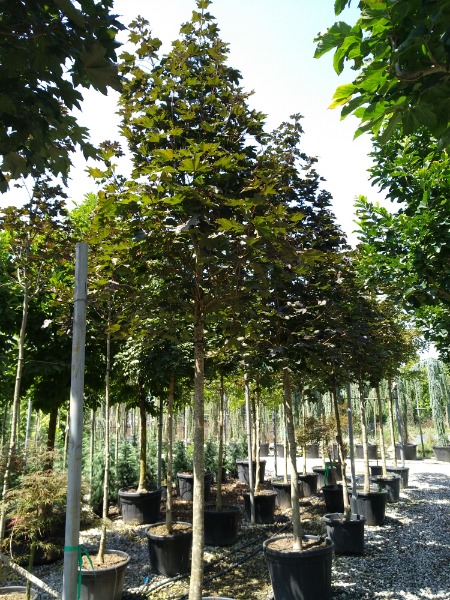 acer campestre nanum - Pistoia Verde