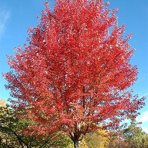 acer freemani - Pistoia Verde