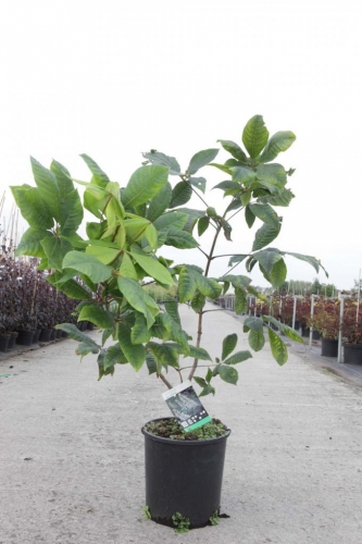 aescolus parviflora + f. - Pistoia Verde