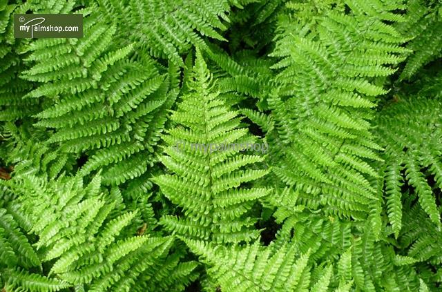 affinis Crispa - Pistoia Verde