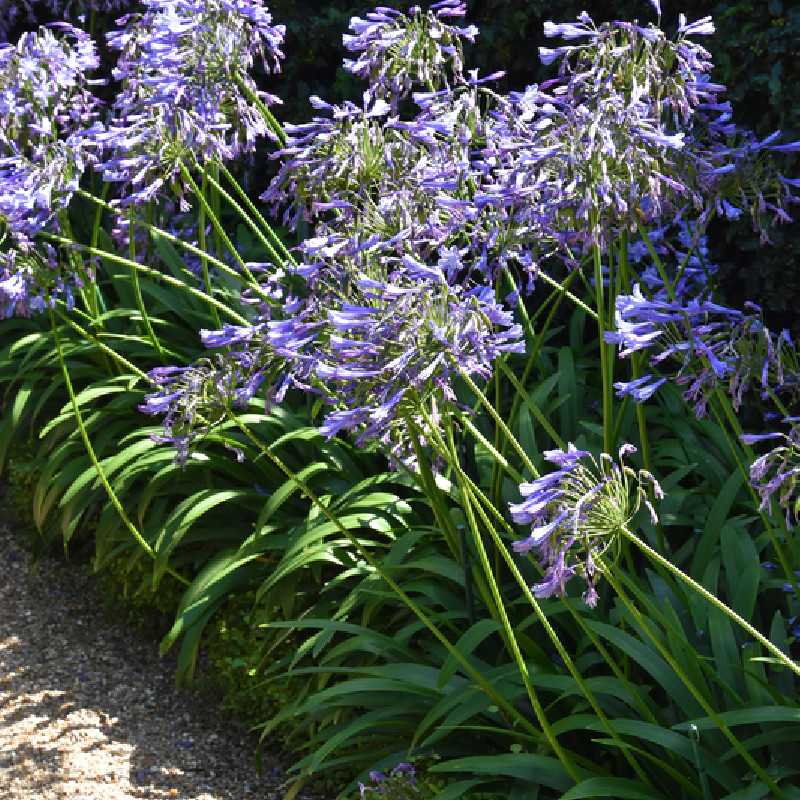 agapanthus-blue-infinity-panaga- - Pistoia Verde
