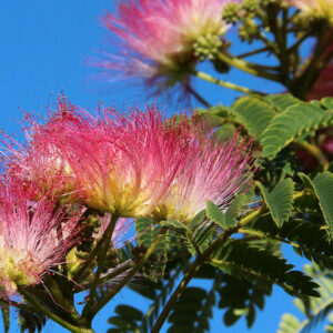 albizia-julibrissin-boubri-flowers-1 - Pistoia Verde