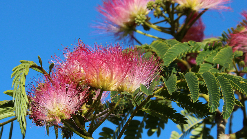 albizia-julibrissin-boubri-flowers-1 - Pistoia Verde