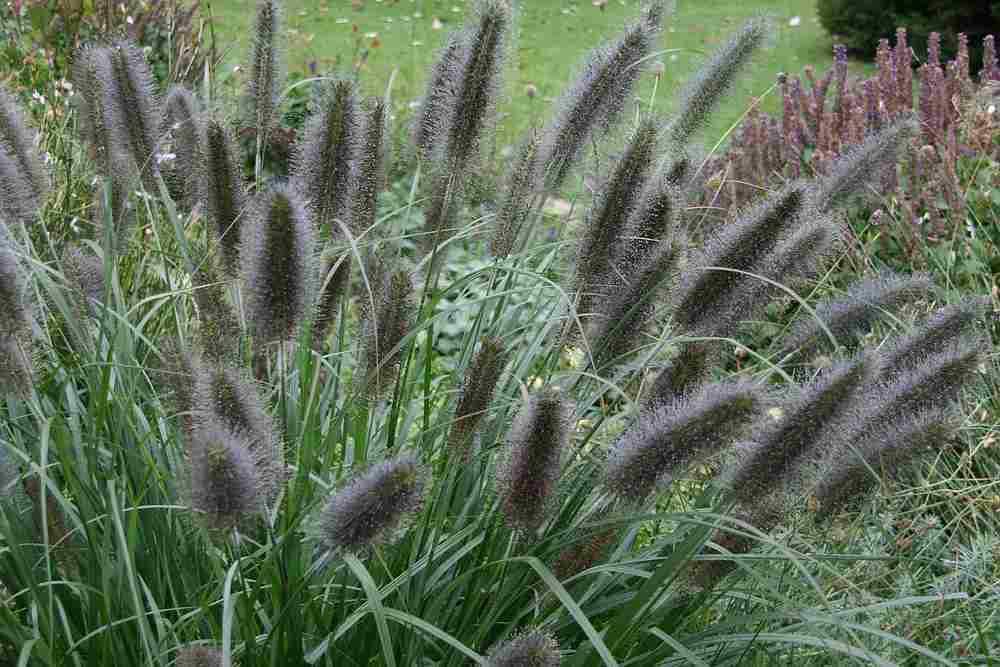 alopecuroides Black Beauty - Pistoia Verde