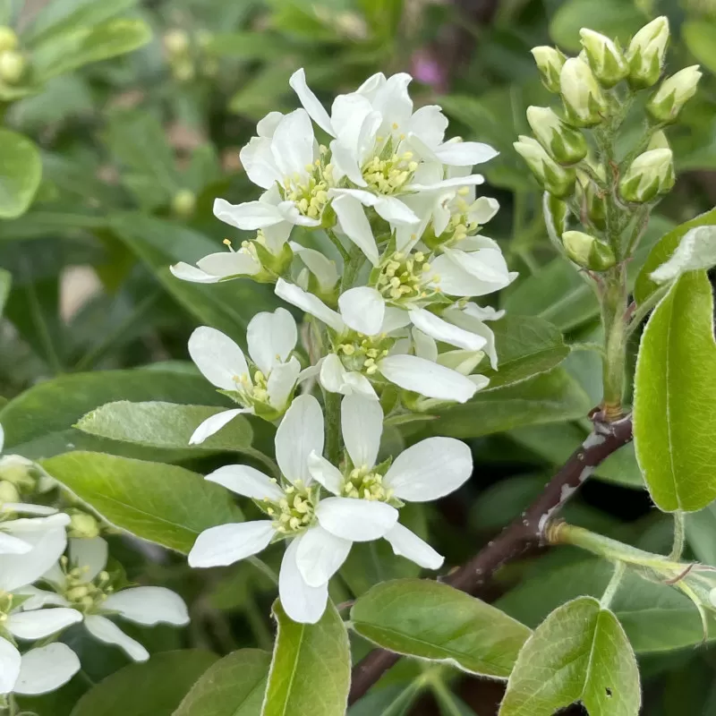 amelanchier-saskatoon-berry - Pistoia Verde