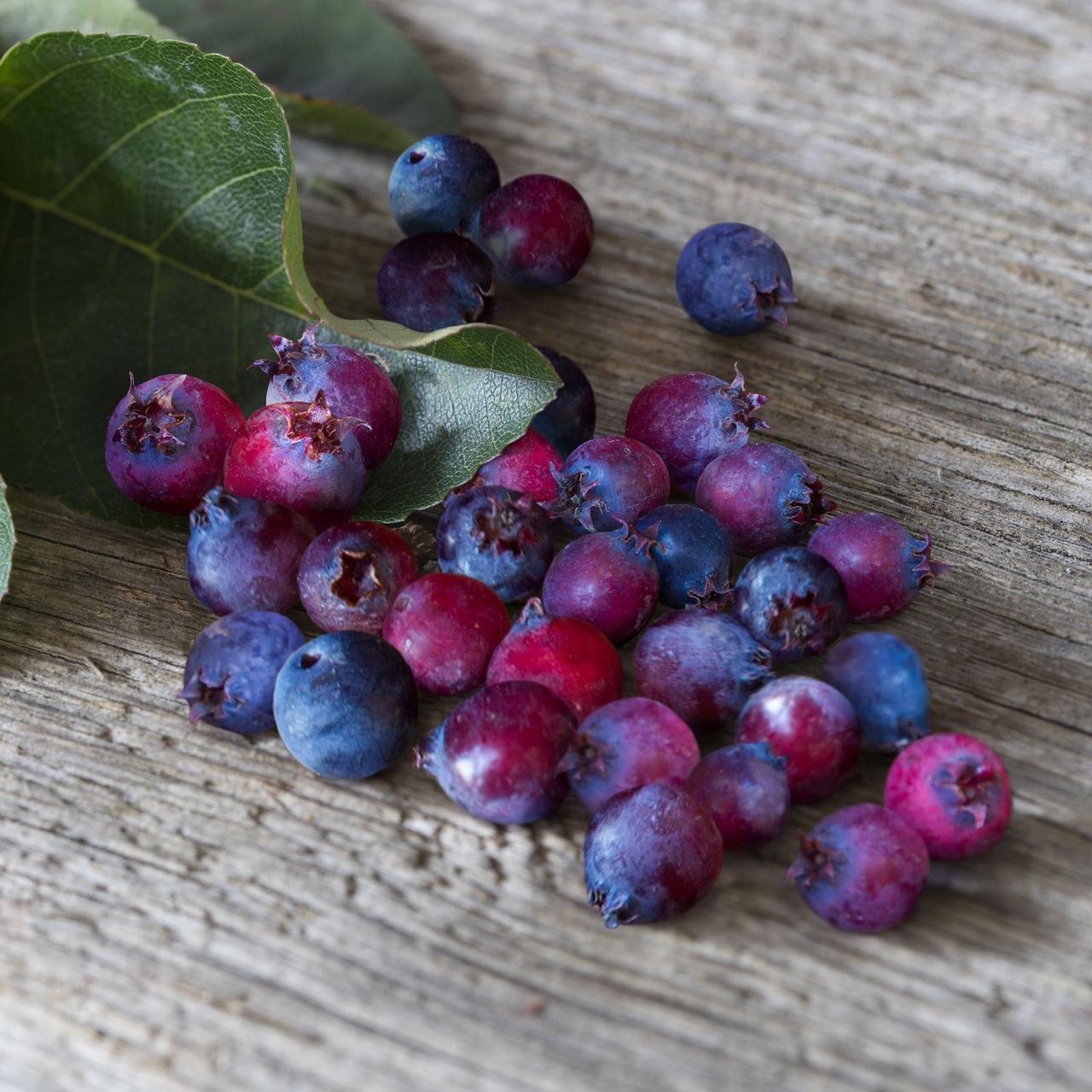 amelanchier-saskatoon-berry_2 - Pistoia Verde