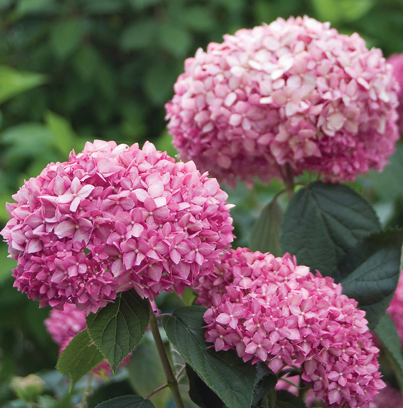 arborescens Pink Annabelle ® Invincibelle Spirit II-'Ncha2' + f. - Pistoia Verde