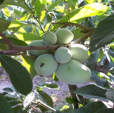 asimina-triloba-mary-foos-johnson-e1541421333275 - Pistoia Verde