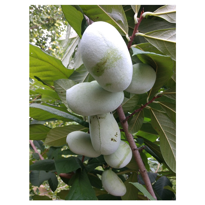 asimina_triloba_shenandoah - Pistoia Verde