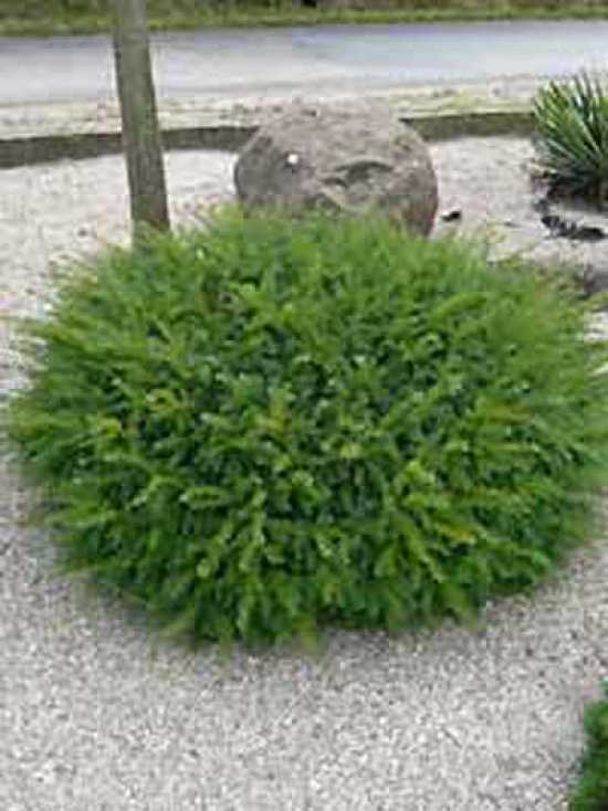 baccata Repandens - Pistoia Verde