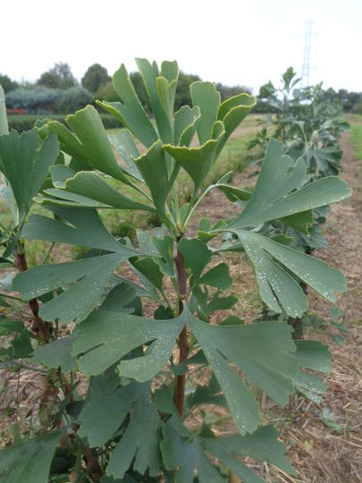 biloba André Briant ® Brivingtet selez. maschile - Pistoia Verde