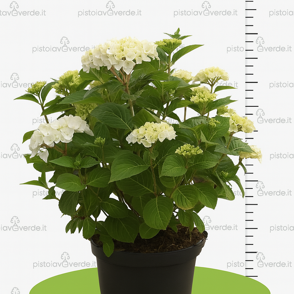 blush 3 - Pistoia Verde