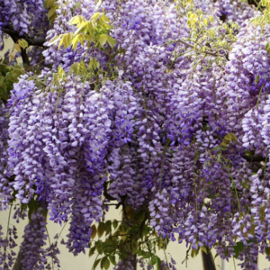 brachybotrys Golden King + f. - Pistoia Verde