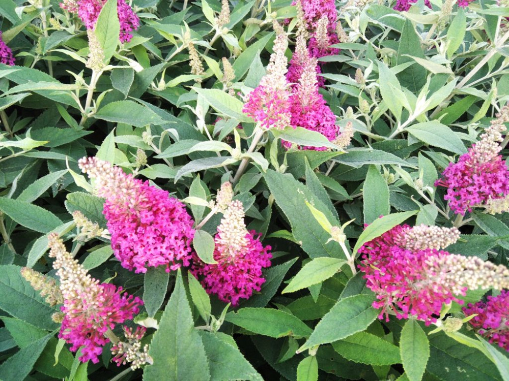 buddleja-davidii-tiny-buddy-hot-pink - Pistoia Verde