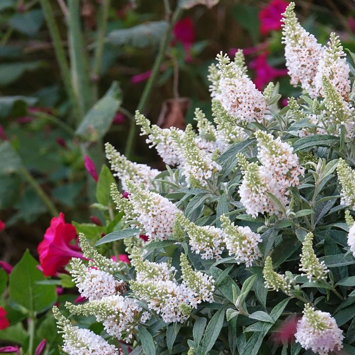 buddleja-davidii-tiny-buddy_-white-_dapcomwhi_-cov---2-t1000 - Pistoia Verde