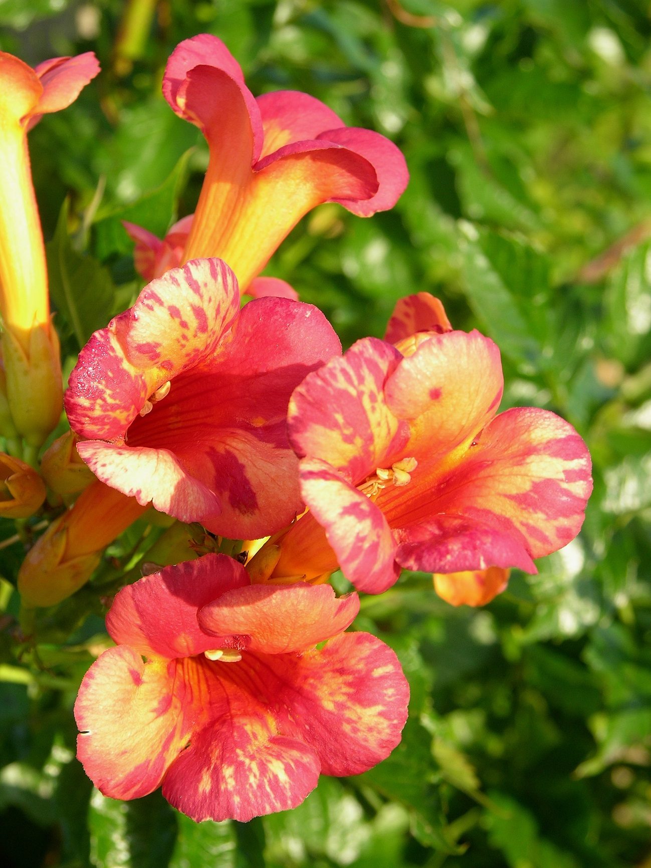 campsis-tagliabuana-orangeade - Pistoia Verde