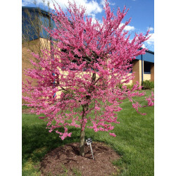 canadensis 'Appalachian Red' - Pistoia Verde
