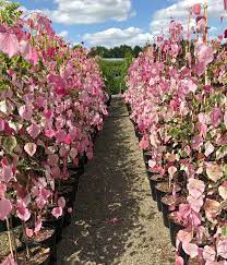 canadensis Carolina Sweetheart ® - Pistoia Verde