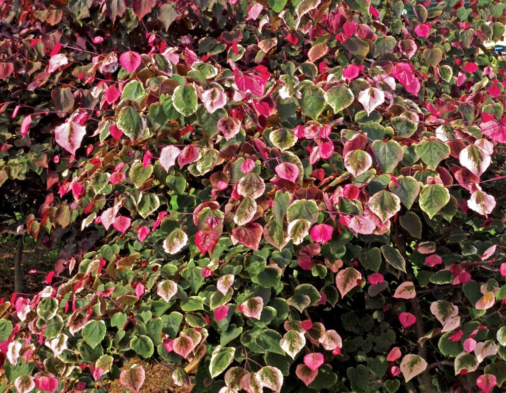 canadensis Carolina Sweetheart ®2 - Pistoia Verde