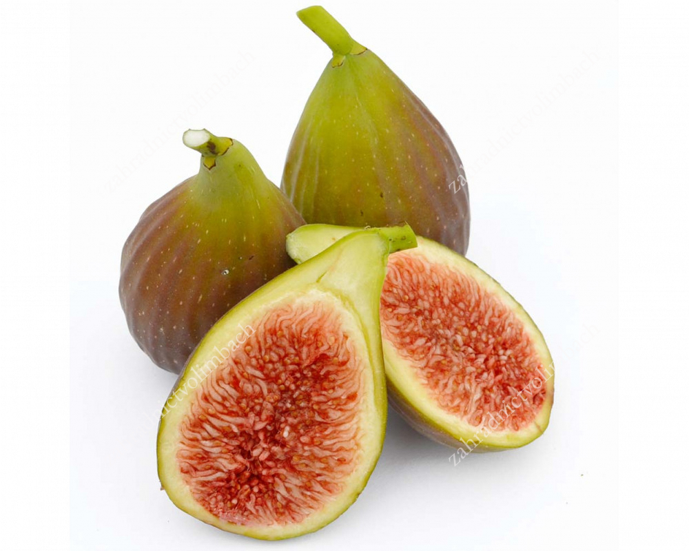 carica Dalmatie + f. (Blanche Navello - San Pietro) - Pistoia Verde