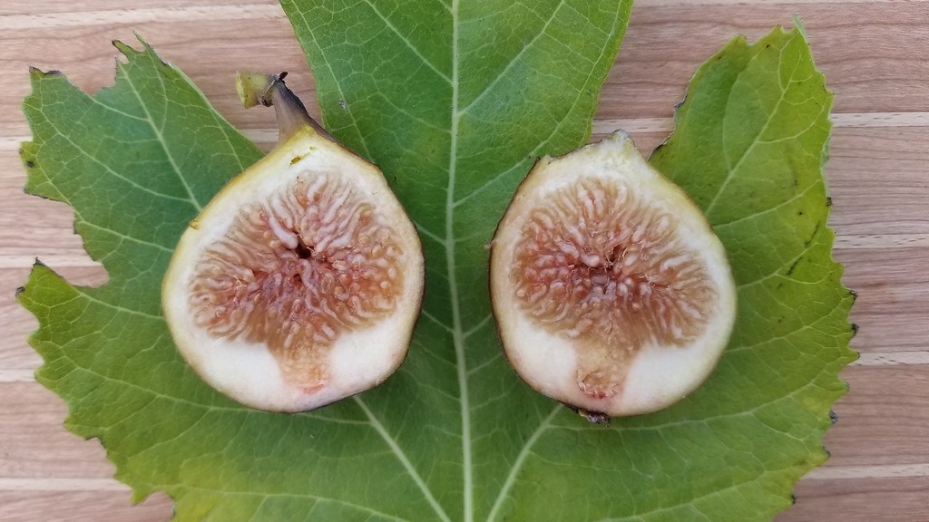 carica Dauphine + f. (Adam – Violette Dauphine) - Pistoia Verde
