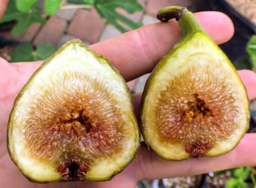 carica Osborn Prolific + f. (Archipel-Neveralla-Hardy Prolific) - Pistoia Verde