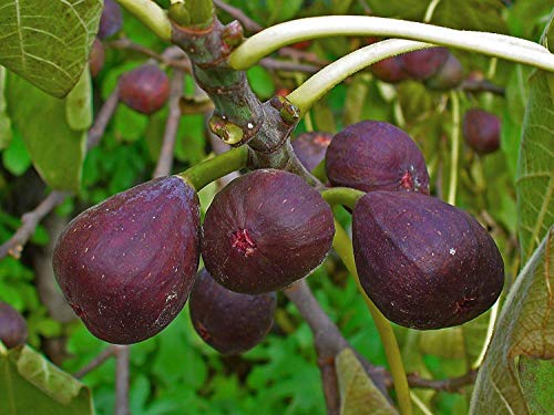 carica Rouge de Bordeaux + f. Pastilière - Hirta du Japon - Pistoia Verde