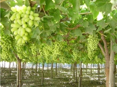 images - Pistoia Verde
