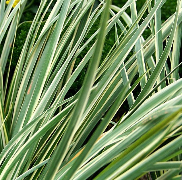 images - Pistoia Verde