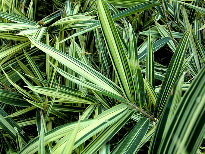 images - Pistoia Verde