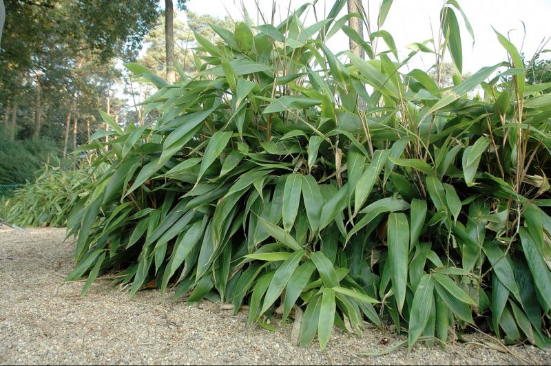 images - Pistoia Verde