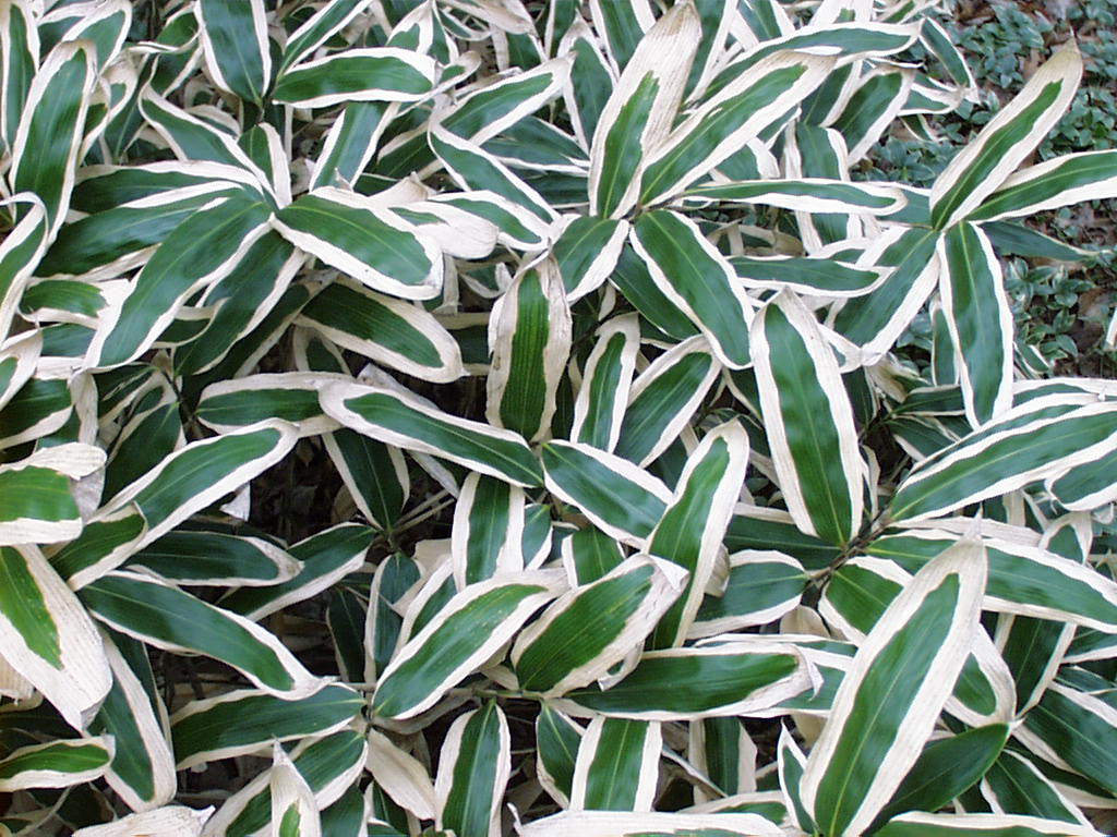 images - Pistoia Verde