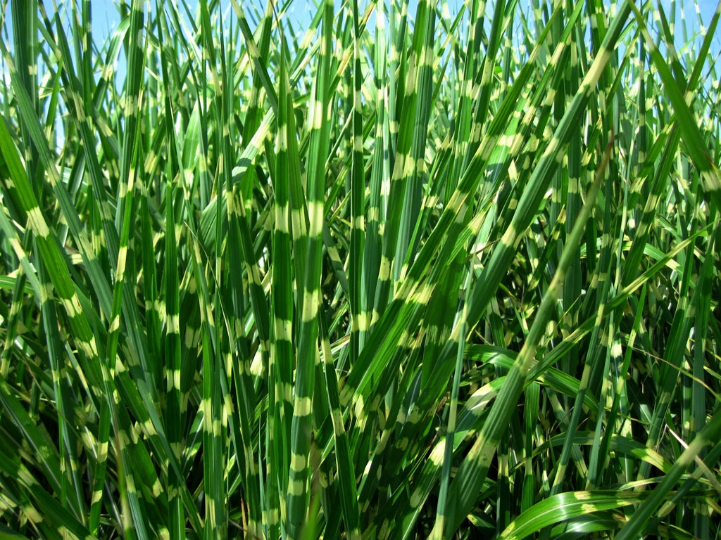 images - Pistoia Verde