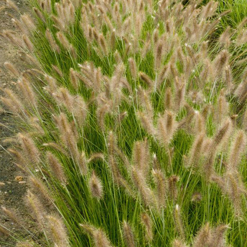 images - Pistoia Verde