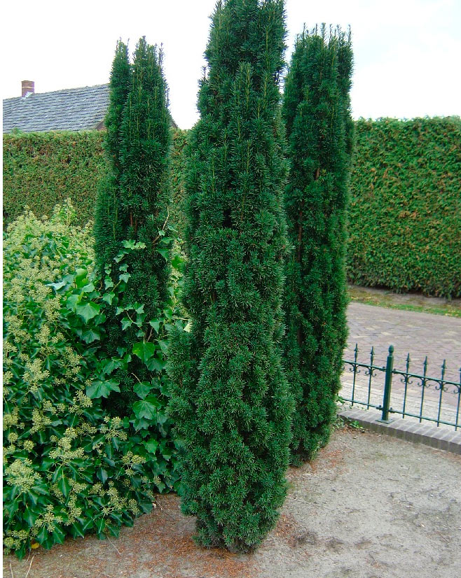 images - Pistoia Verde